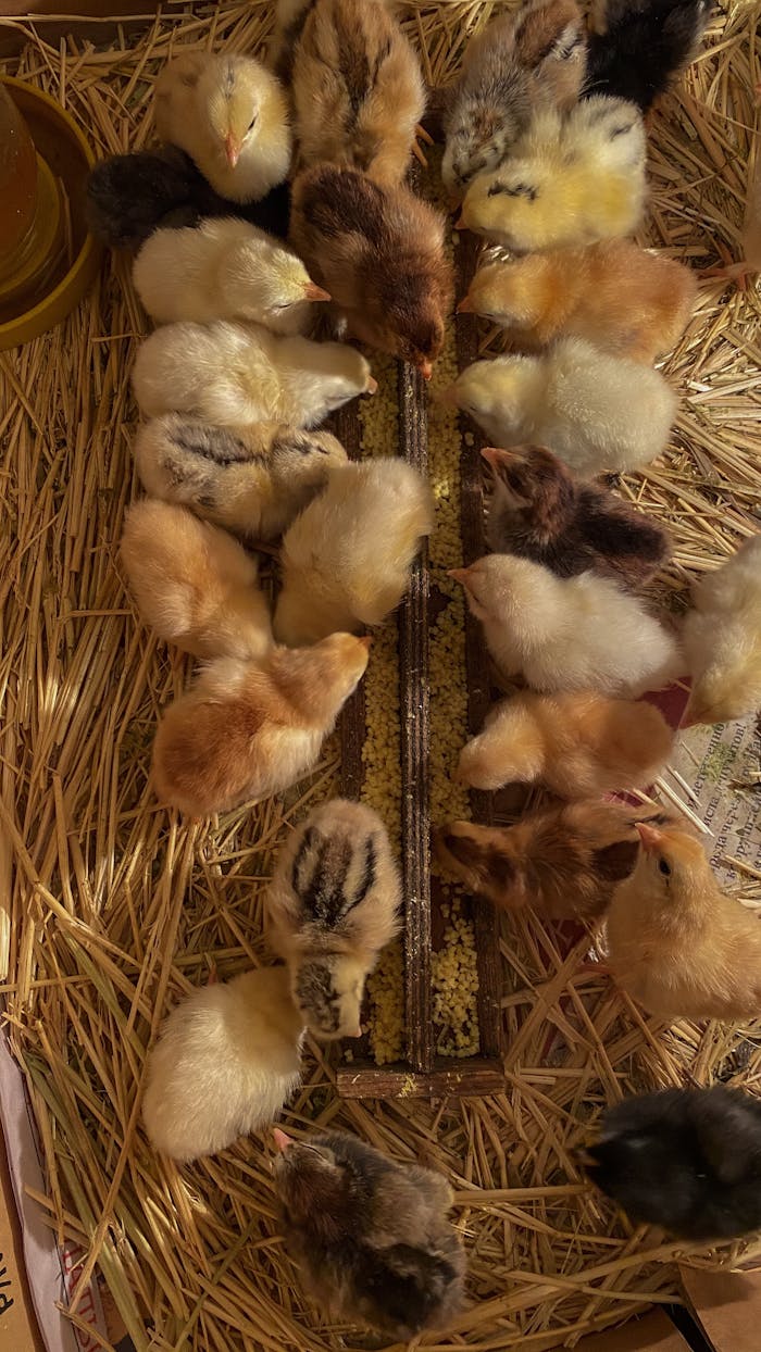 A top view of diverse young chicks feeding on straw bedding at a farm.