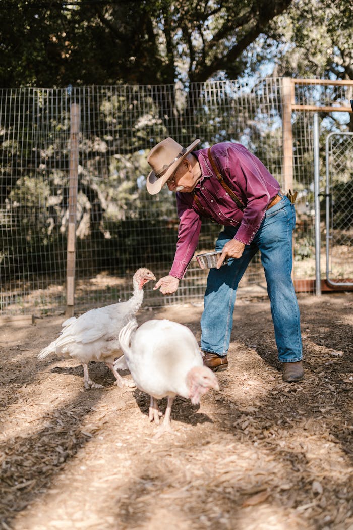 An elderly farmer in a cowboy hat feeds white turkeys outdoors, showcasing rural life.