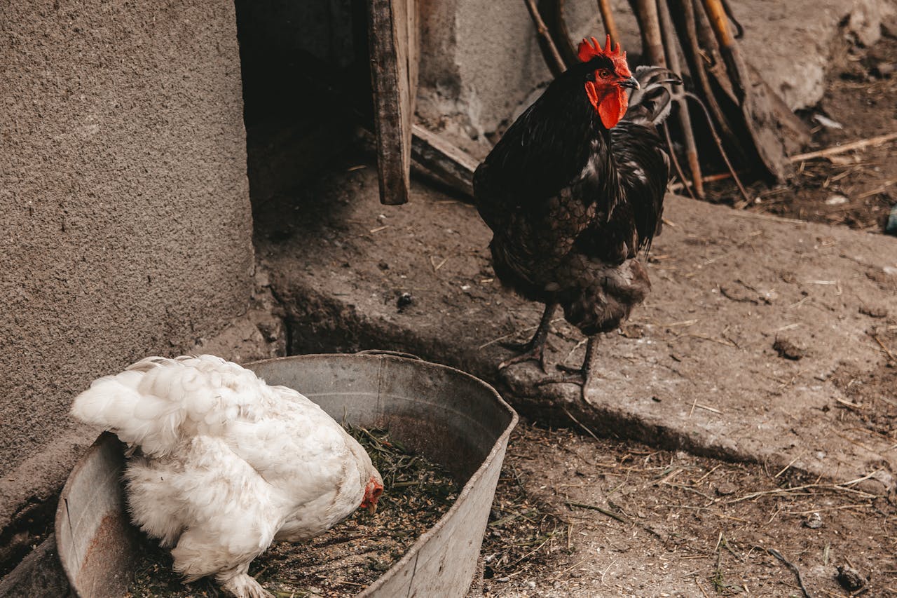 Rustic outdoor scene featuring a rooster and hen by a feeding trough, showcasing farm life.